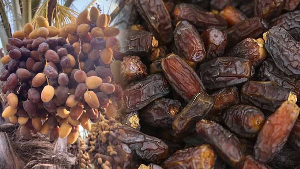 تصویر 4 از خرما پیارم بدون هسته میان وعده ای سالم برای دیابتی ها